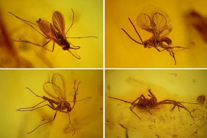 mm Spider (Araneae) & Three Flies In Baltic Amber #123378